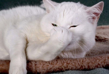 Причины чихания у кота