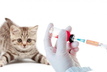 Необходимость вакцинации собакам и кошкам