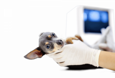 Ультразвуковое обследование для животных