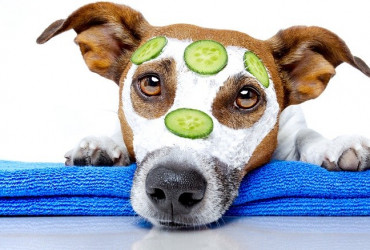 Правильный уход за собакой в домашних условиях