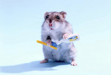 Правильный уход за грызунами в домашних условиях