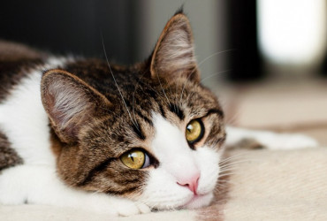 Стресс у домашних животных. Причины, последствия, что делать