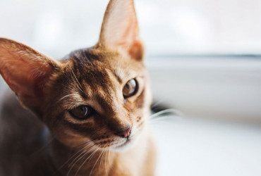 Демодекоз кошек