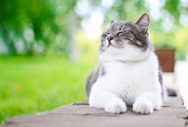 Милиарный дерматит у кошек