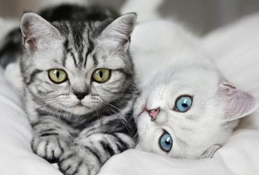 Гипертрофическая кардиомиопатия кошек