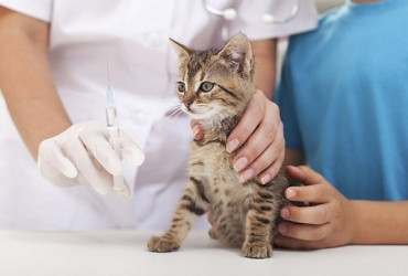 Зачем нужно прививать кошек?
