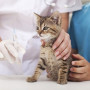 Зачем нужно прививать кошек?