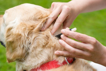 Бабезиоз (Пироплазмоз)