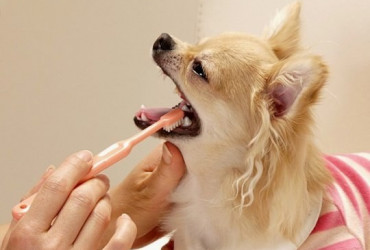 Как лечить зубные каналы у кошки и собаки