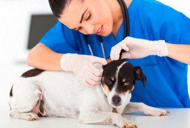 Дерматологический осмотр животного в ветклинике