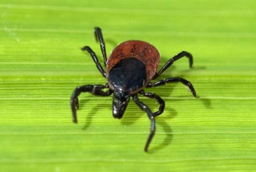 Клещи у домашних животных