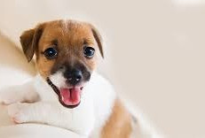 Появление щенка в доме