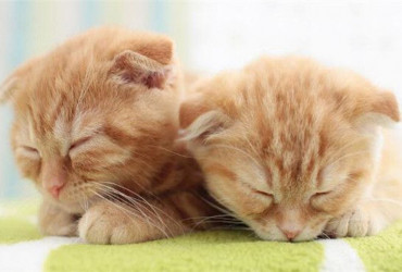 Домашние животные и блог о них