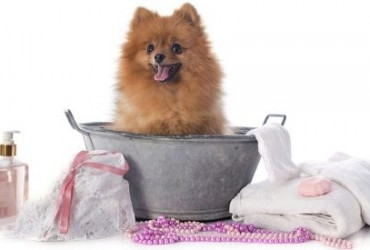 Как помыть собаку правильно