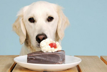 Диабет у собак – симптомы и лечения