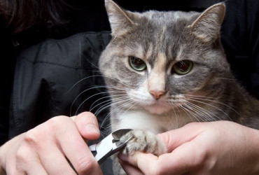 Использование антицарапок