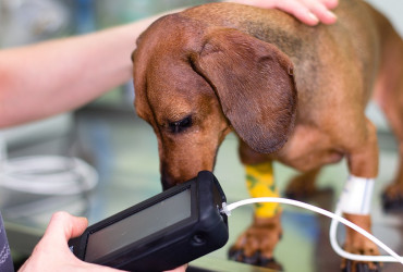 Измерение давления (тонометрия) собак и кошек