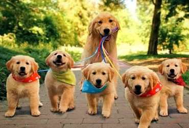 Беременность и роды у собак