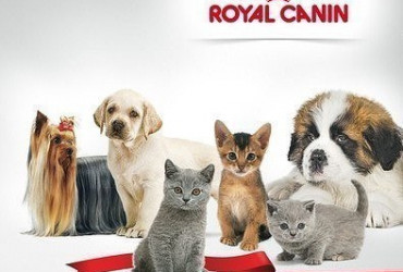 Лечебные корма для собак и кошек