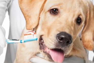 Патологическая стираемость зубов