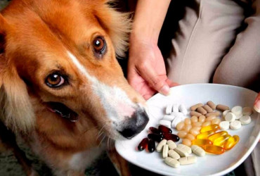 Какие витамины полезны собакам и кошкам