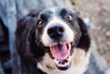 Стоматологические патологии у собак