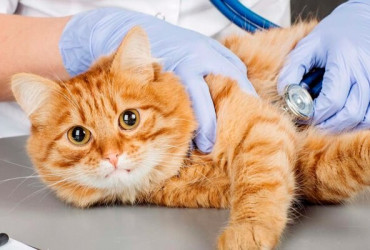 Исследования из ряда дерматологии, которые проводят в ветклинике