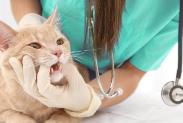 Как лечатся зубные каналы у собак и кошек