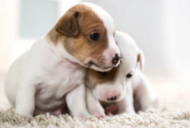 Ранняя диагностика неполнозубости или олигодентии  у щенков