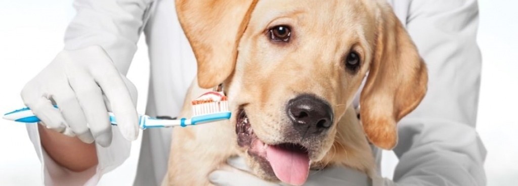 ckeditor img Что можно есть собаке при панкреатите